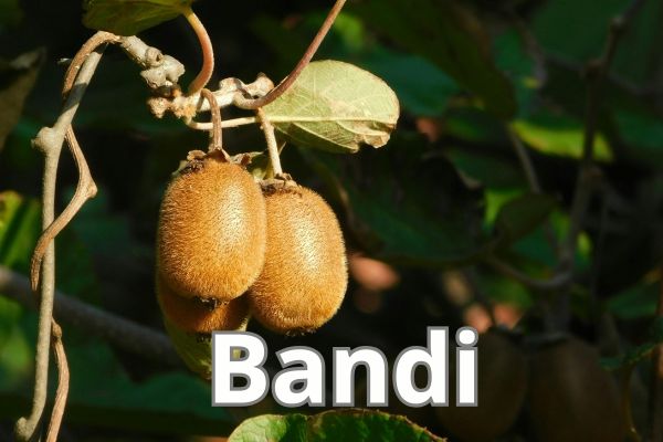 Bando Impianti arborei