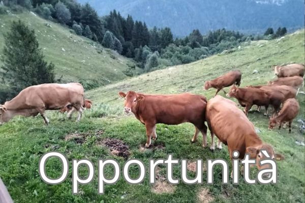 Programma Valore Agricoltura 2026