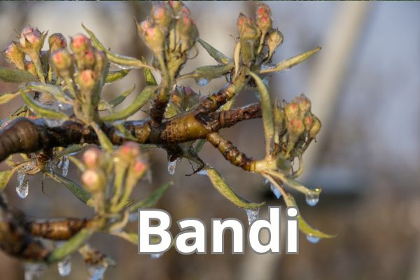 Valore Agricoltura – BANDO H