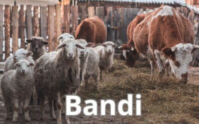 Valore Agricoltura – BANDI ZOOTECNIA