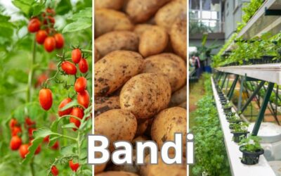 Nuovi bandi Valore Agricoltura