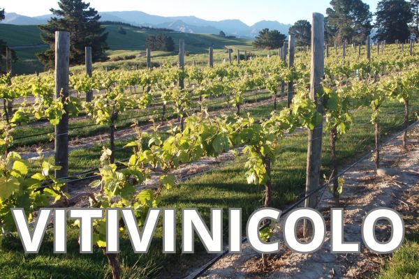Autorizzazioni nuovi impianti viticoli